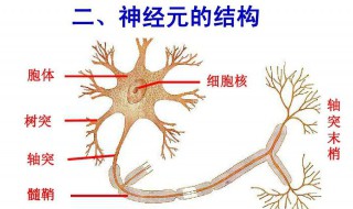 神经系统的基本单位（神经系统的基本单位是( ）
