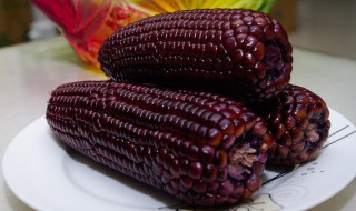 紫玉米的营养价值（紫玉米的营养价值与功效）