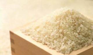 籼米的功效与作用 籼米的功效与作用乐哈网