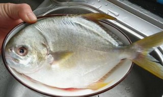 金鲳鱼的功效与作用 金鲳鱼的功效与作用及营养