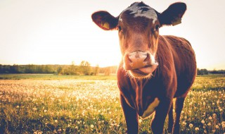 牛的真胃是哪个胃 什么位置是牛的真胃