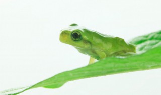 青蛙的耳朵在哪里 关于青蛙耳朵位置介绍