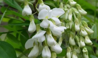 洋槐花能吃吗 洋槐花食用禁忌