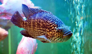 石斑鱼吃什么食物 石斑鱼的相关介绍