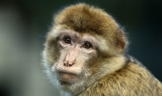 猴子一般能活多少岁 猴子的寿命