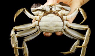 螃蟹没水能活多久 螃蟹没水能活多长时间