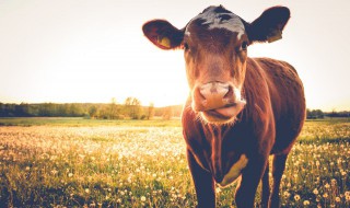 牛有几个肚子 牛有多少肚子