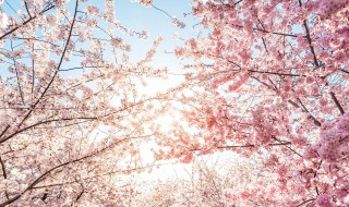 樱花的花语是什么象征 樱花的花语是什么?