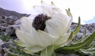 干的天山雪莲怎么泡酒 天山野生雪莲如何泡酒