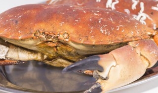 面包蟹怎么开壳 面包蟹怎么打开蟹壳