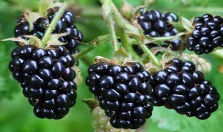 黑树莓吃了有啥好处 黑树莓好吃吗