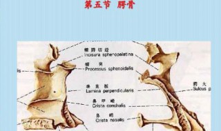 骨腭由什么组成 腭骨属于什么骨