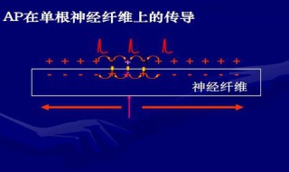 动作电位的产生为什么呈全或无现象 动作电位的全或无现象使动作电位具备了哪些特征