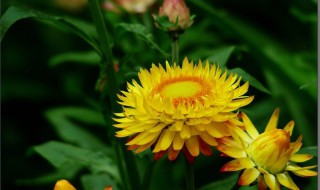 蜡菊花束如何养（蜡菊花期养殖方法）