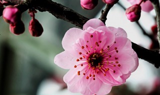 花草树木怎么过冬 花草树木怎么过冬采访过程怎么写