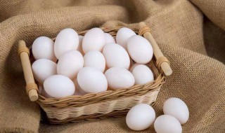 鸽子蛋的营养价值 鸽子蛋的营养价值及功效和鸡蛋的区别