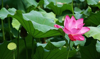 三年级下册荷花是按什么顺序写的 三年级下册荷花是按什么顺序写的生字