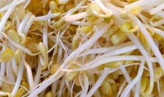 黄豆芽的营养价值 黄豆芽的营养价值及功效与作用及禁忌