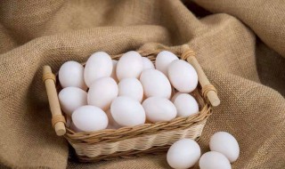 鸽子蛋营养价值 鸽子蛋营养价值如何