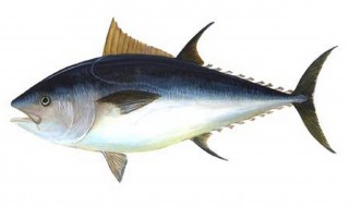 金枪鱼的营养价值 金枪鱼的营养价值高吗