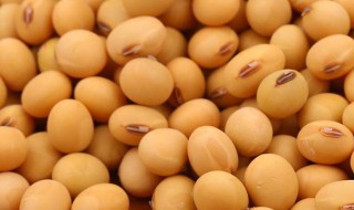 黄豆营养价值 黄豆营养价值及功效作用