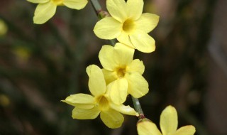 迎春花是什么颜色 迎春花是什么颜色 迎春花图片