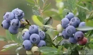 种蓝莓为什么放硫磺粉（种蓝莓为什么放硫磺粉泡）