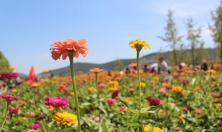 太阳花好养还是百日草好养 百日草花好养吗