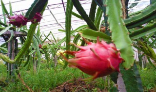 阳台火龙果的种植方法（阳台火龙果的种植方法图片）