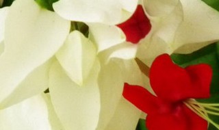 吐龙珠花的种植方法 吐龙珠花的种植方法视频