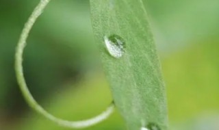 二月春雨的诗句（关于二月天的诗）