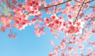 樱花的寓意及象征 樱花的寓意及象征英文