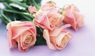 各色玫瑰花的寓意和花语（各色玫瑰花的寓意和花语和寓意）