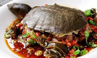 乌龟肉的食用方式和注意事项 乌龟肉的食用方式和注意事项有哪些