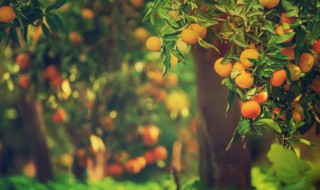 橘子的功效与作用减肥（橘子对减肥有什么功效）