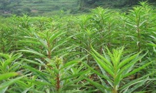 赶黄草的功效与作用（赶黄草的功效与作用与主治）