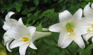 百合花的盆栽方法是什么 种植百合花用什么盆