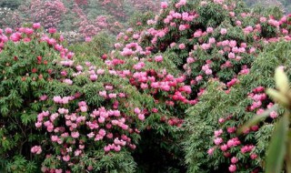 贵州百里杜鹃花海准确的开花时间是什么时候 想去看的先来这里了解具体时间