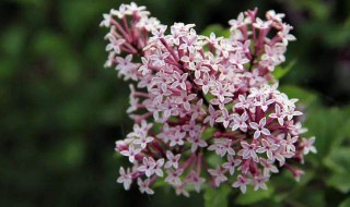 丁香花什么时候开花（四季丁香花什么时候开花）