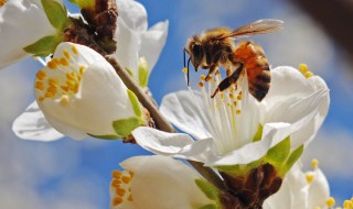 蜜蜂采蜜的活动范围（蜜蜂采蜜的活动范围是多少）