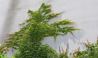 盆栽爬山虎多久浇水一次（爬山虎刚移栽几天一浇水）