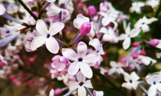 五瓣丁香花的花语是什么 五瓣丁香花图片并带有花语