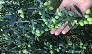 橄榄树盆栽怎么养 橄榄树盆栽好养吗