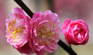 红梅花如何开花（梅花怎么开花）