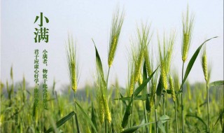 小满节气食物 小满节气食物的摆盘