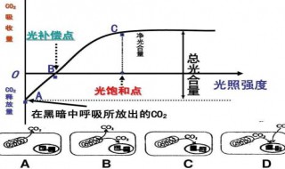 真光合速率的三种表示方法（真光合速率可以用什么来表示）