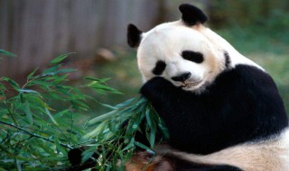 大熊猫喜欢吃什么东西（大熊猫喜欢吃什么东西除了竹子）