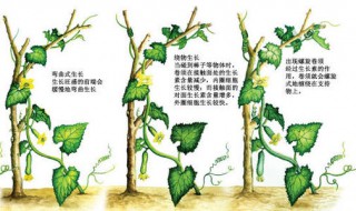 生物生长素知识点 生物生长素知识点是必修几