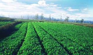 个人种植申请书范文（个人种植申请书范文模板）