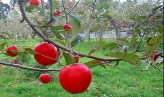 苹果籽能种成苹果树吗 苹果籽能种成苹果树吗视频